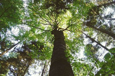 Low angle view of trees in forest