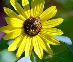 Close-up of bee on yellow flower