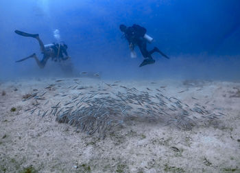 Striped catfish in the philippines