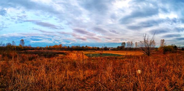 Scenic view of field against sky