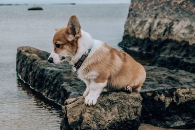 Dog looking away on rock in sea