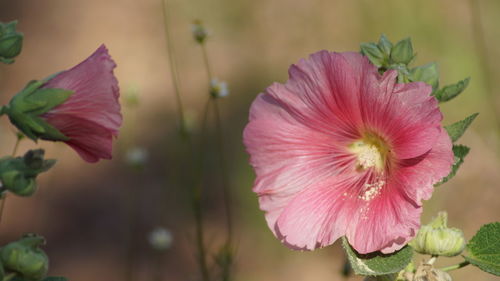 Close-up of pink hibiscus blooming outdoors