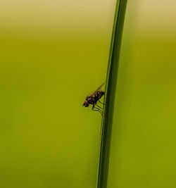 Close-up of insect