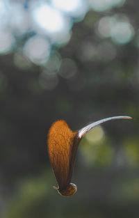 Close-up of dried leaf on plant