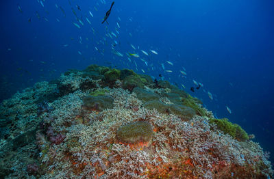 Fish swimming in sea