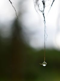 Close-up of water drops on plant