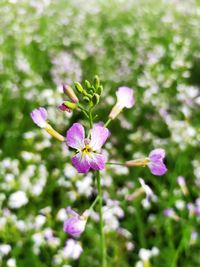 Close-up of pink flowering plant