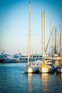 Sailboats moored in harbor