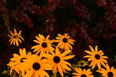 Close-up of yellow flowering plants in park