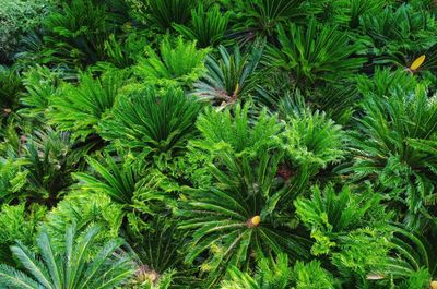 High angle view of green plant on field