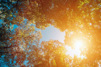 Low angle view of sunlight streaming through tree during autumn