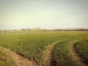 Scenic view of agricultural field