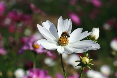 Close-up of white flower