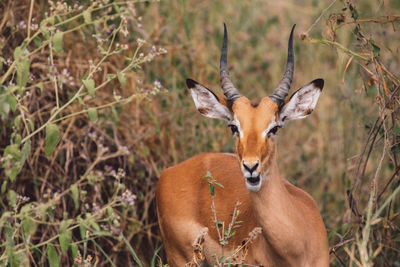 Close-up of a deer on field