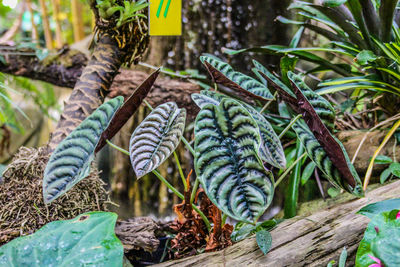 Close-up of plants