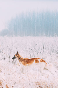 Side view of dog on snow covered field