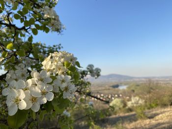 Close-up of white flowering plant against clear sky