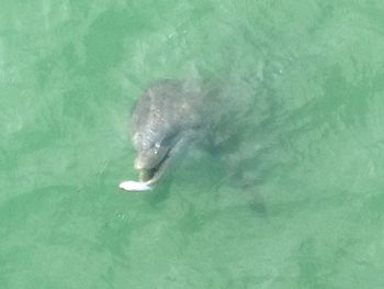 High angle view of fish swimming in sea