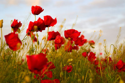 Close-up of red poppies on field against sky