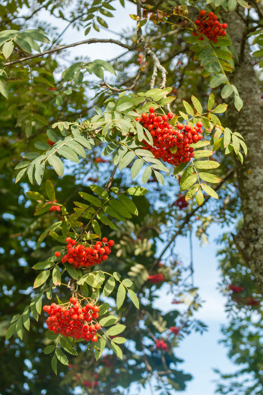 LOW ANGLE VIEW OF RED BERRIES ON TREE