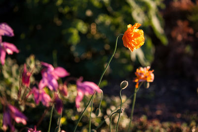 Close-up of pink flowers blooming outdoors