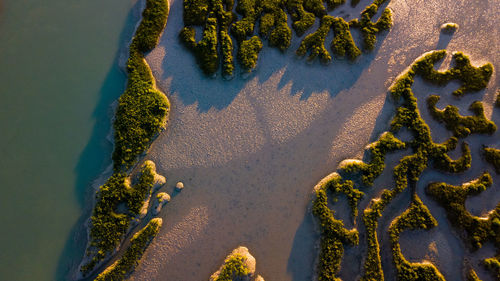 High angle view of plants on beach