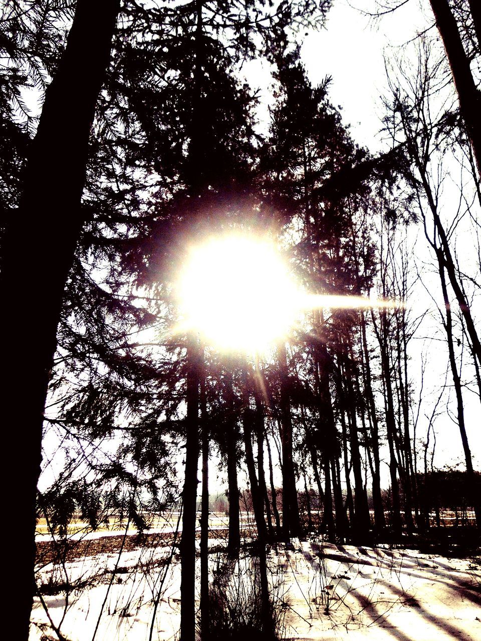 tree, sun, sunlight, bare tree, sunbeam, silhouette, lens flare, branch, winter, nature, tree trunk, tranquility, snow, railing, sky, fence, shadow, low angle view, sunny, tranquil scene