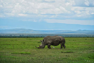 Rhino in a field