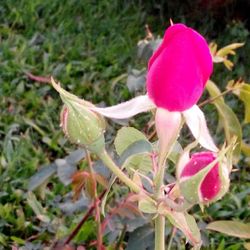 Close-up of pink flower