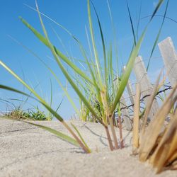 Surface level of grass on beach