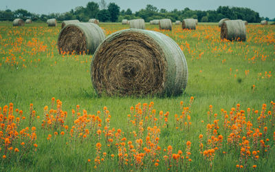 Hay bales on field