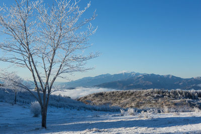 Bare tree on snow covered landscape against blue sky