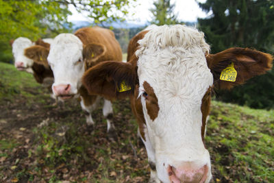 Close-up of cow on landscape