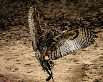 Close-up of a bird flying