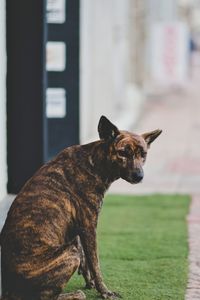 Side view of a dog looking away