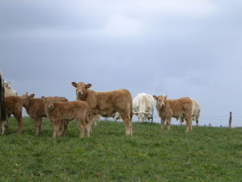 Cows grazing on field