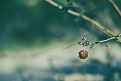 Close-up of a dead berry on tree branch