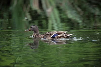 Duck swimming in lake