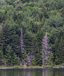 Pine trees by lake in forest