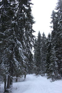 Snow covered pine trees in forest against sky