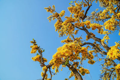 Low angle view of flowering plant against clear blue sky