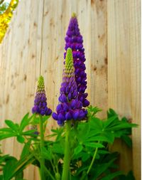 Close-up of purple flowering plant