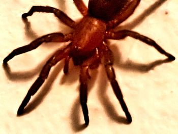 High angle view of insect