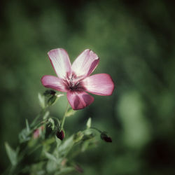 Close-up of pink flower