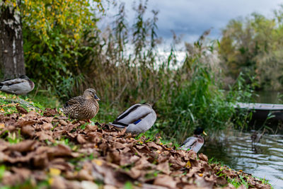 Ducks by the river main 
