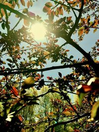 Low angle view of tree against sky on sunny day