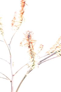 Close-up of flowers