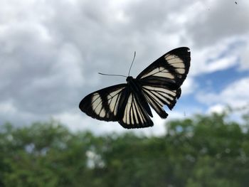 Close-up of butterfly flying