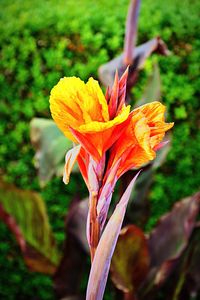 Close-up of yellow flower