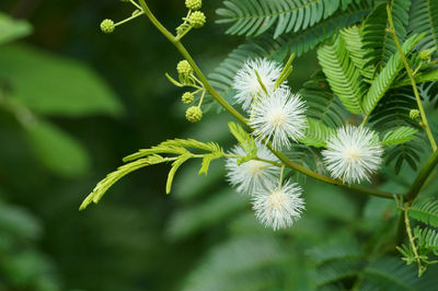 Close-up of white flowering plant